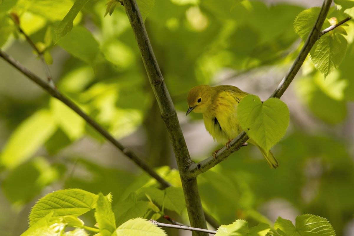 Yellow Warbler (Northern) - ML620739621