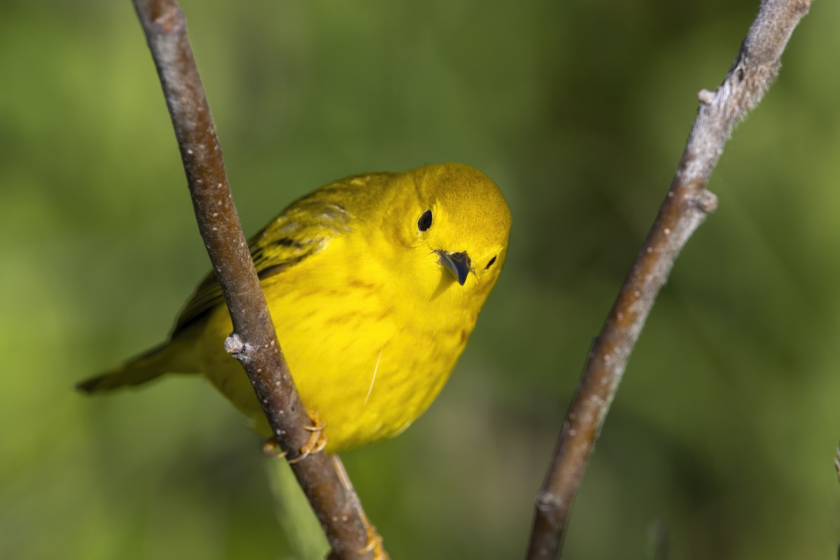 Yellow Warbler (Northern) - ML620739622