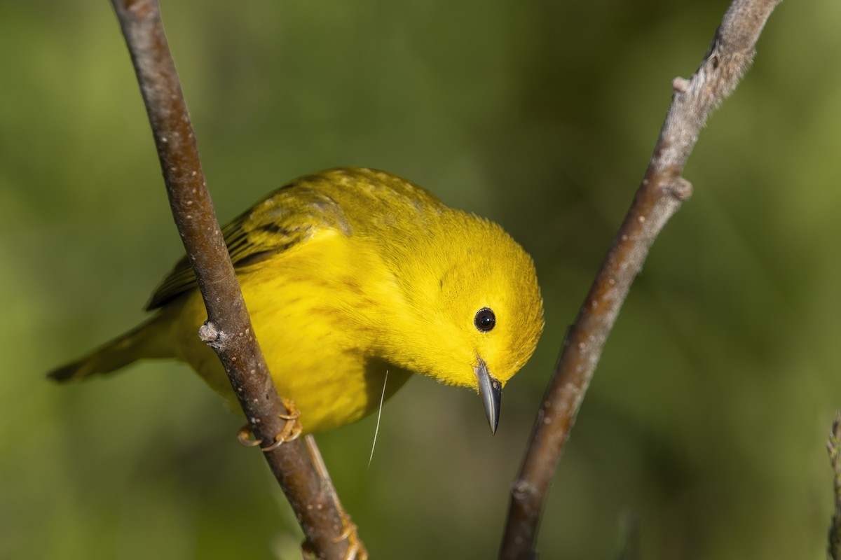 Yellow Warbler (Northern) - ML620739623