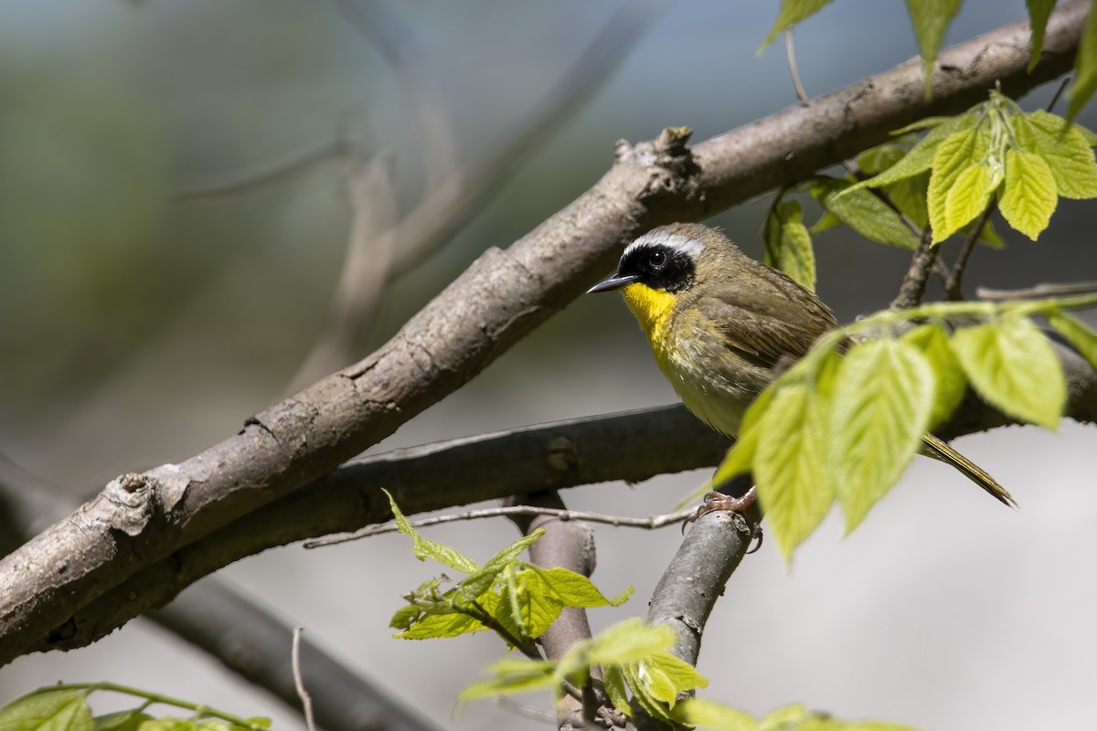 Common Yellowthroat - ML620739627