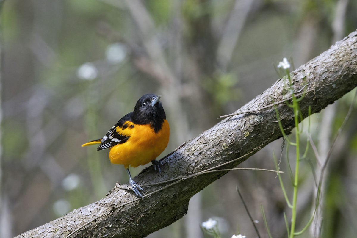 Baltimore Oriole - ML620739628