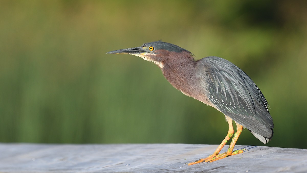 Green Heron - ML620739631