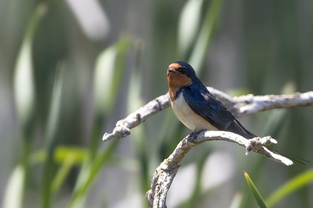 Hirondelle rustique (erythrogaster) - ML620739632