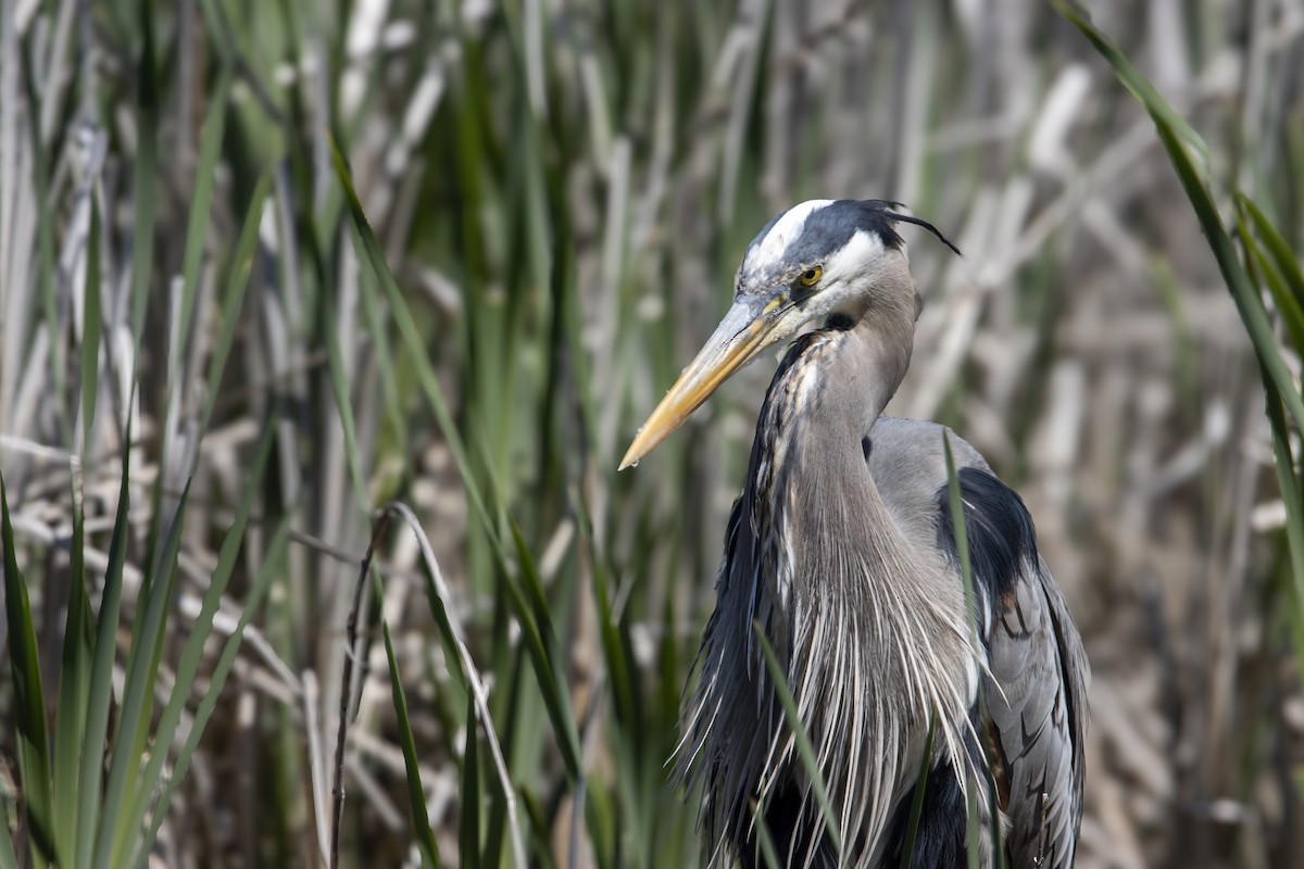 Great Blue Heron (Great Blue) - ML620739634