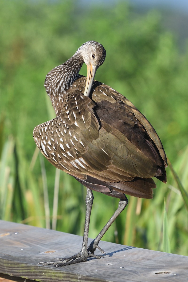 Limpkin - ML620739635