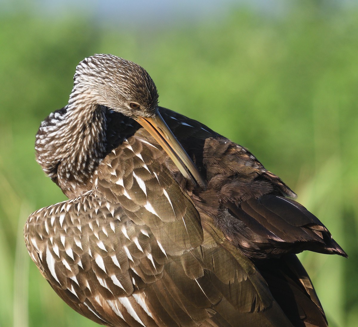 Limpkin - Shane Carroll