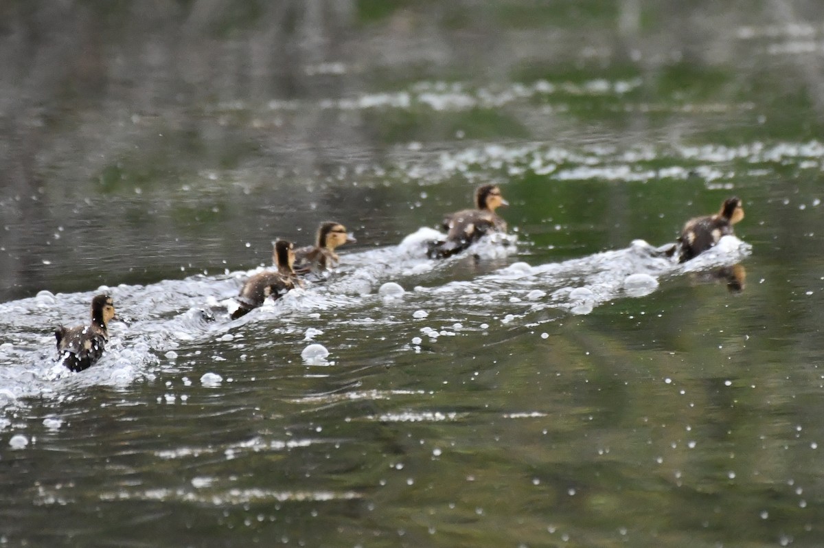 Canard colvert - ML620739639