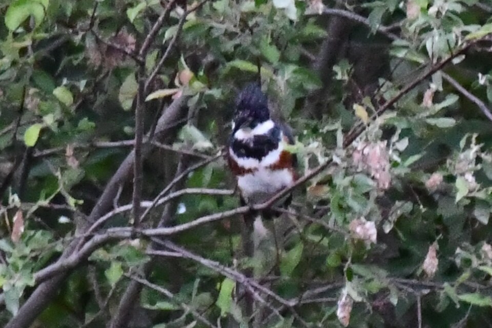 Belted Kingfisher - ML620739642