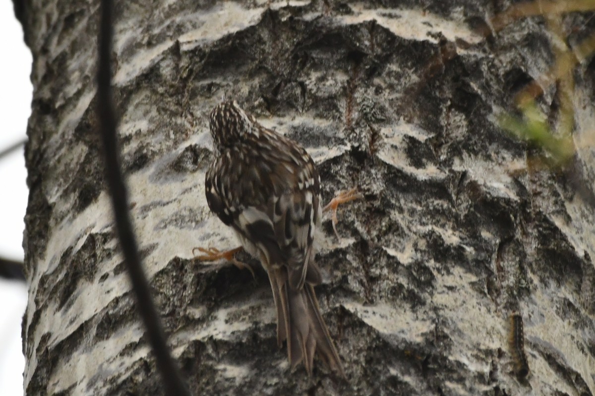 Brown Creeper - ML620739645