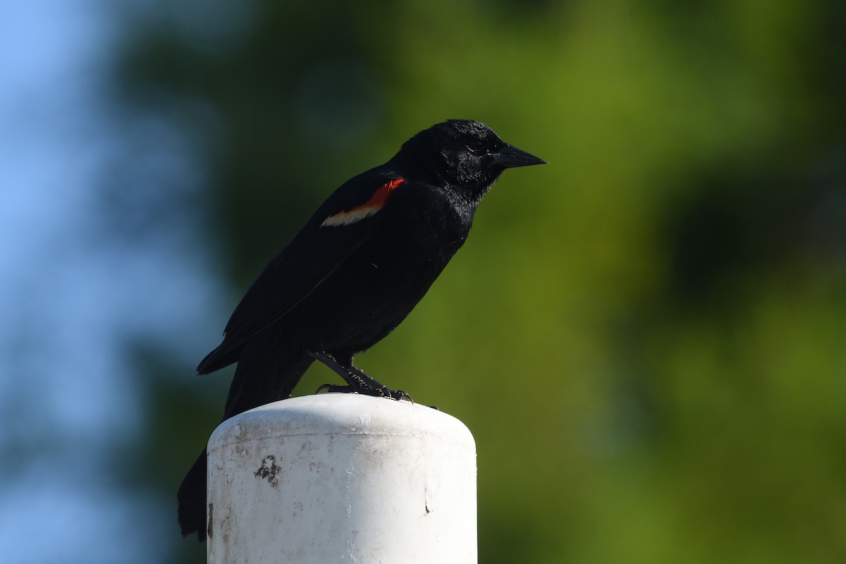 Red-winged Blackbird - ML620739647