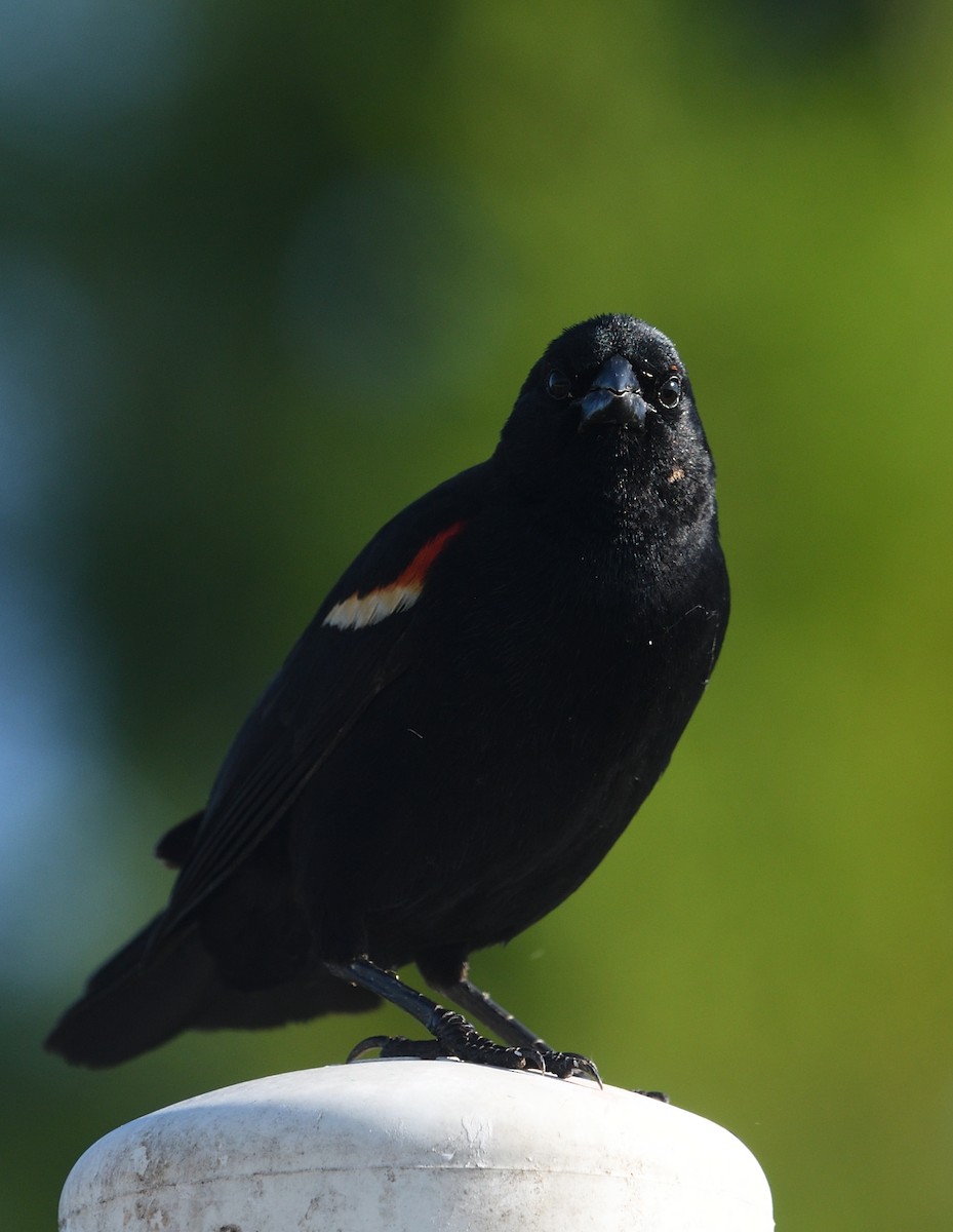 Red-winged Blackbird - ML620739649