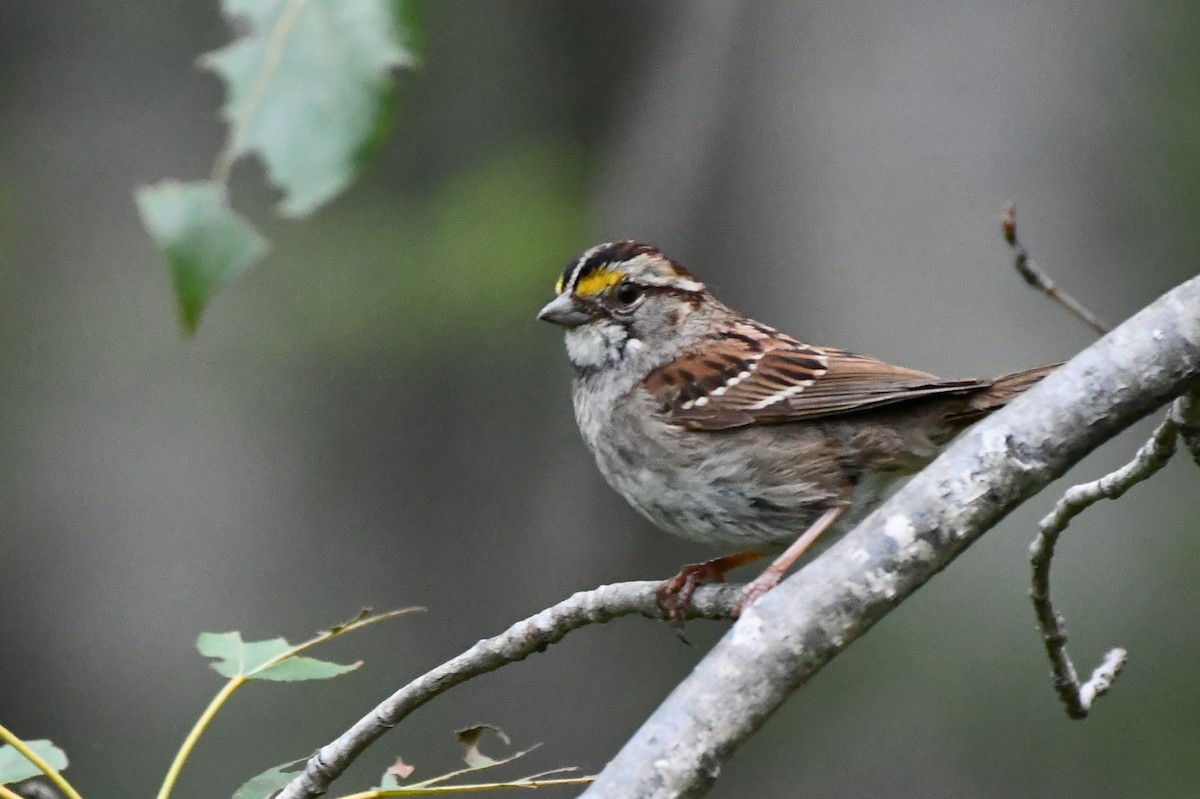 White-throated Sparrow - ML620739650