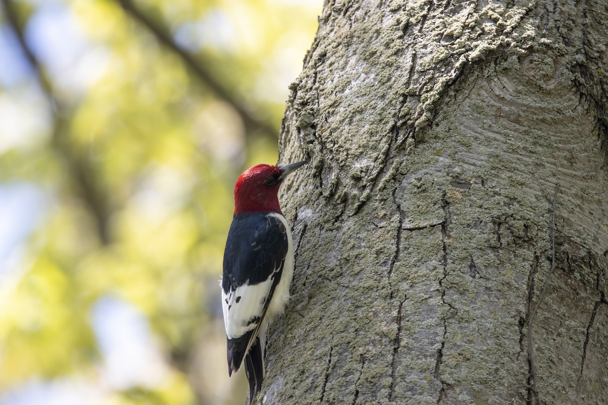 Red-headed Woodpecker - ML620739651