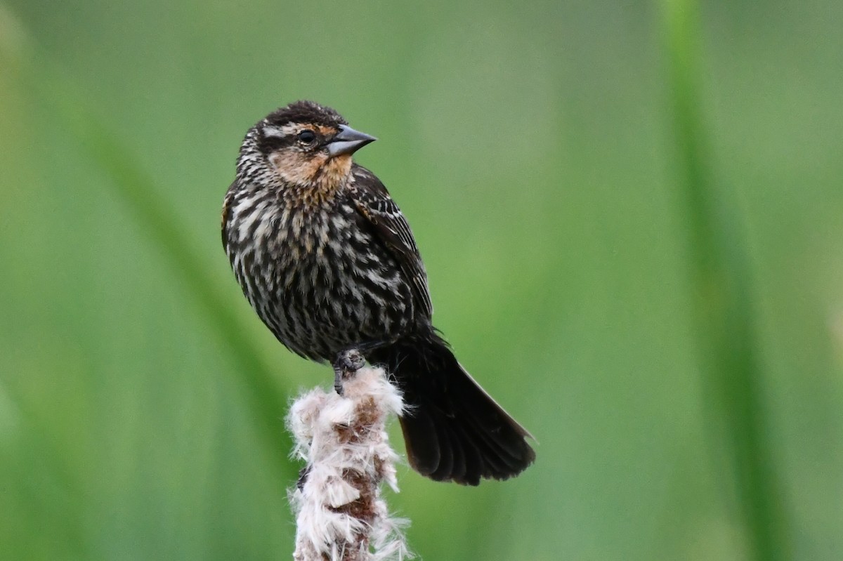 Red-winged Blackbird - ML620739655