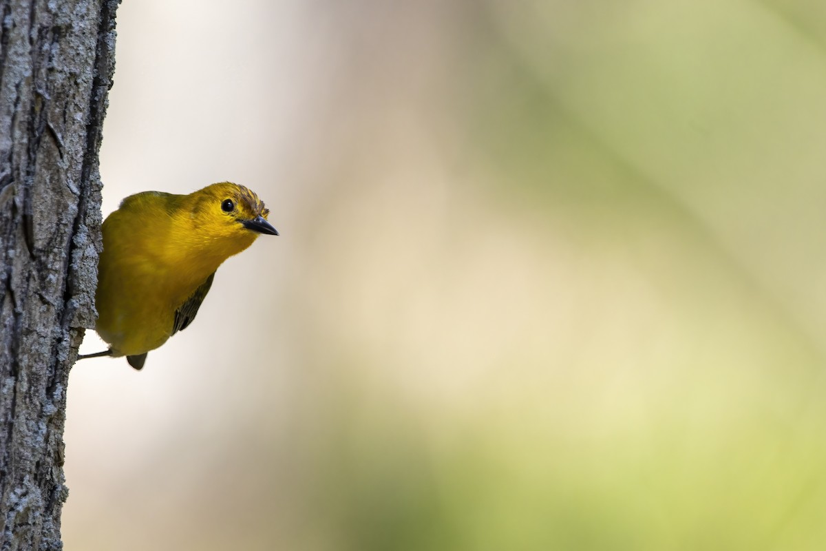 Prothonotary Warbler - ML620739656