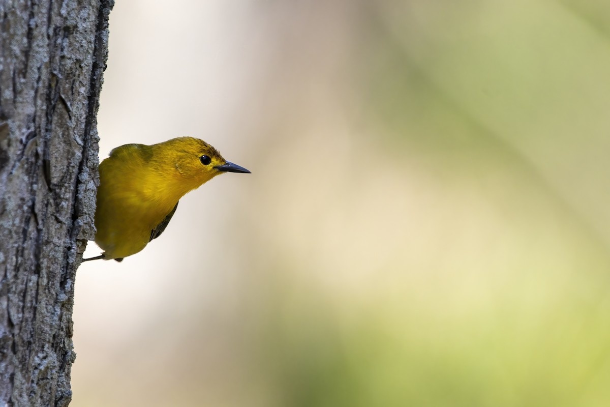 Prothonotary Warbler - ML620739657