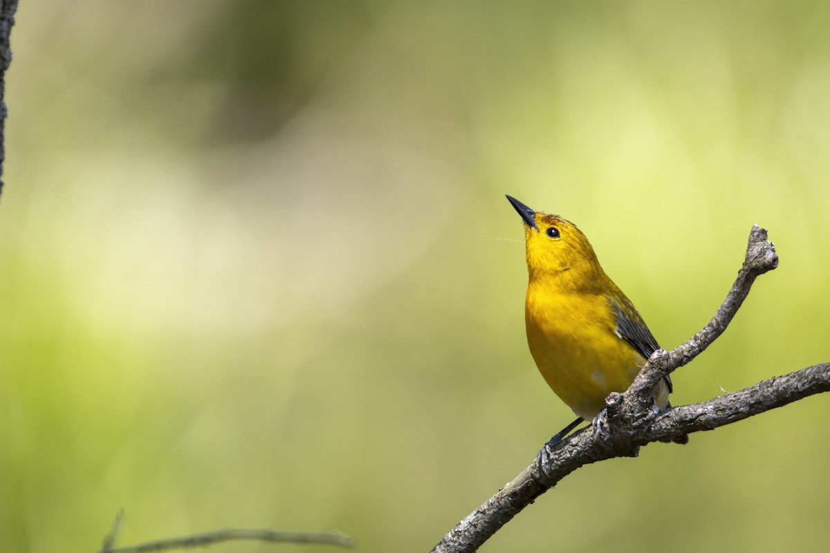 Prothonotary Warbler - ML620739658