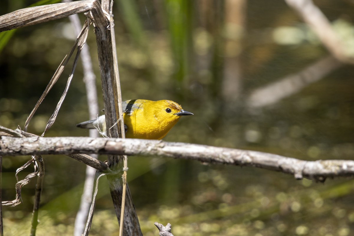 Prothonotary Warbler - ML620739659