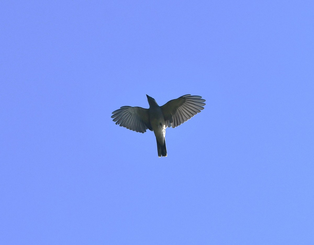 Large Cuckooshrike - ML620739660