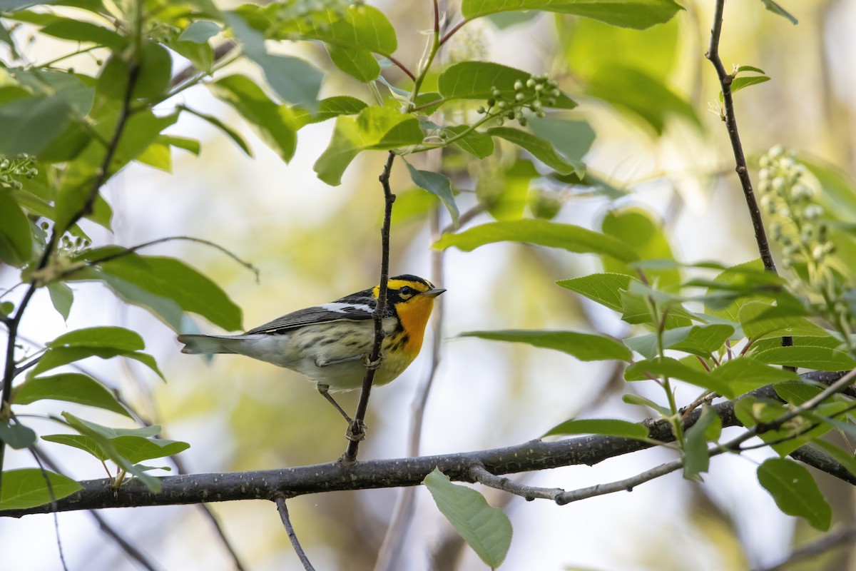 Blackburnian Warbler - ML620739661