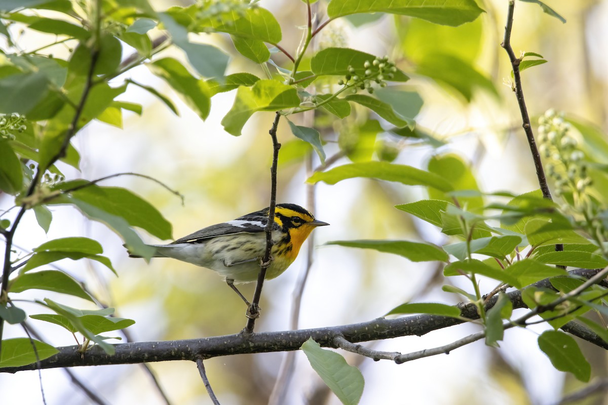 Blackburnian Warbler - ML620739662