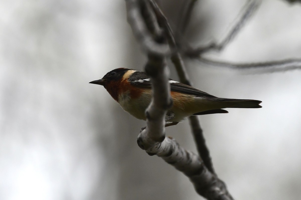 Bay-breasted Warbler - Jean Aubé