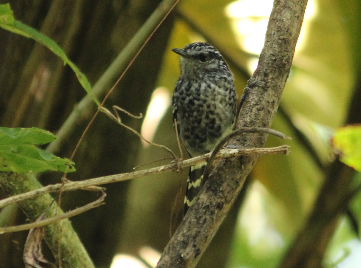 Scaled Antbird - ML620739666