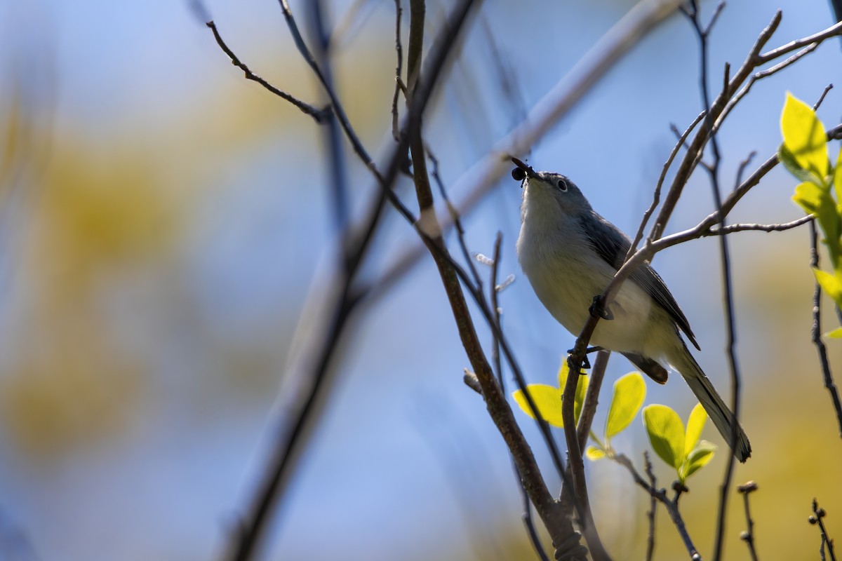 ブユムシクイ（caerulea） - ML620739667