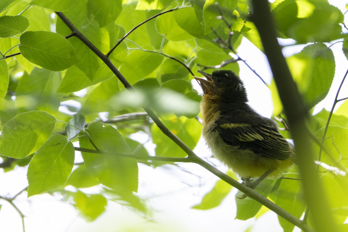 Baltimore Oriole - Matt Denoncour