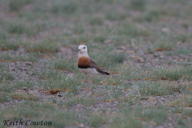 Oriental Plover - Keith Cowton