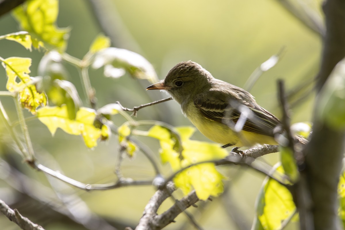 Great Crested Flycatcher - ML620739670