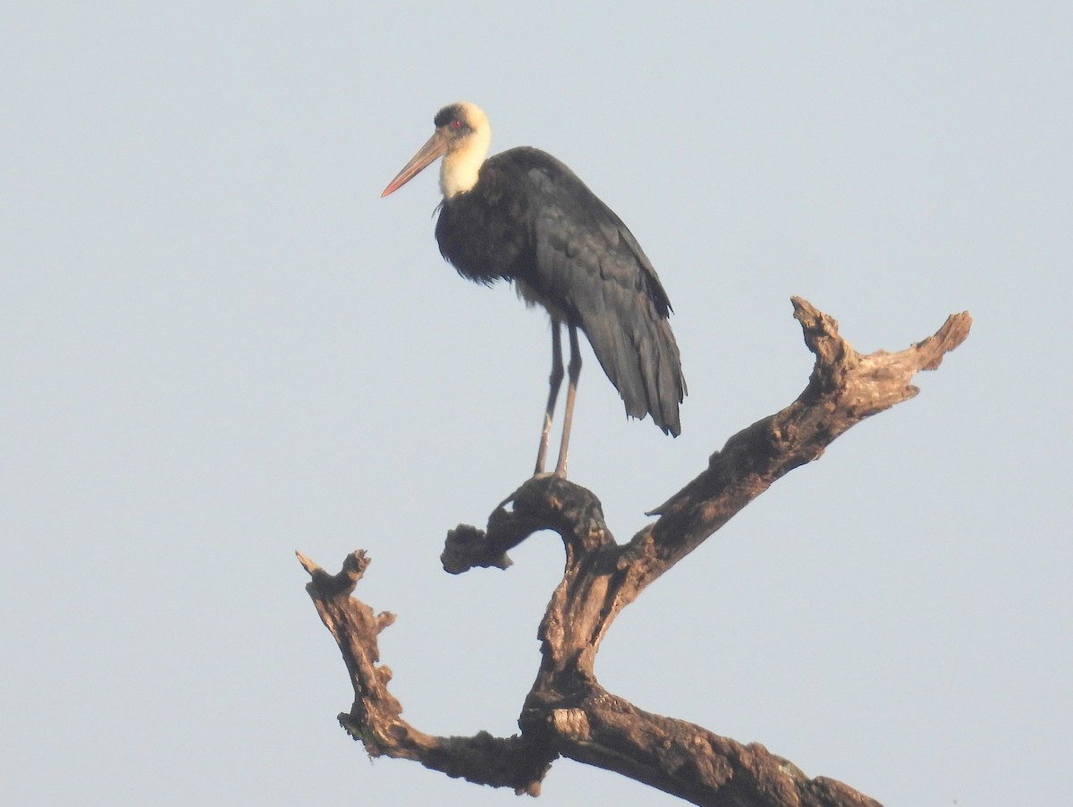 African Woolly-necked Stork - ML620739677