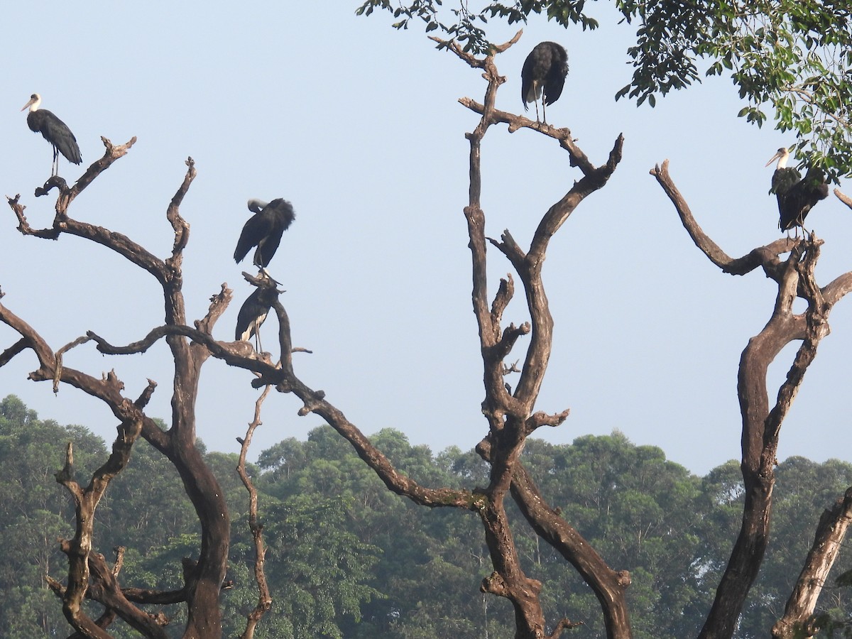 African Woolly-necked Stork - ML620739678