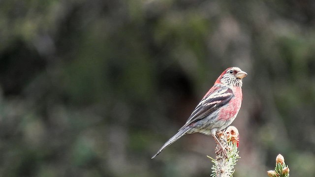 Three-banded Rosefinch - ML620739679