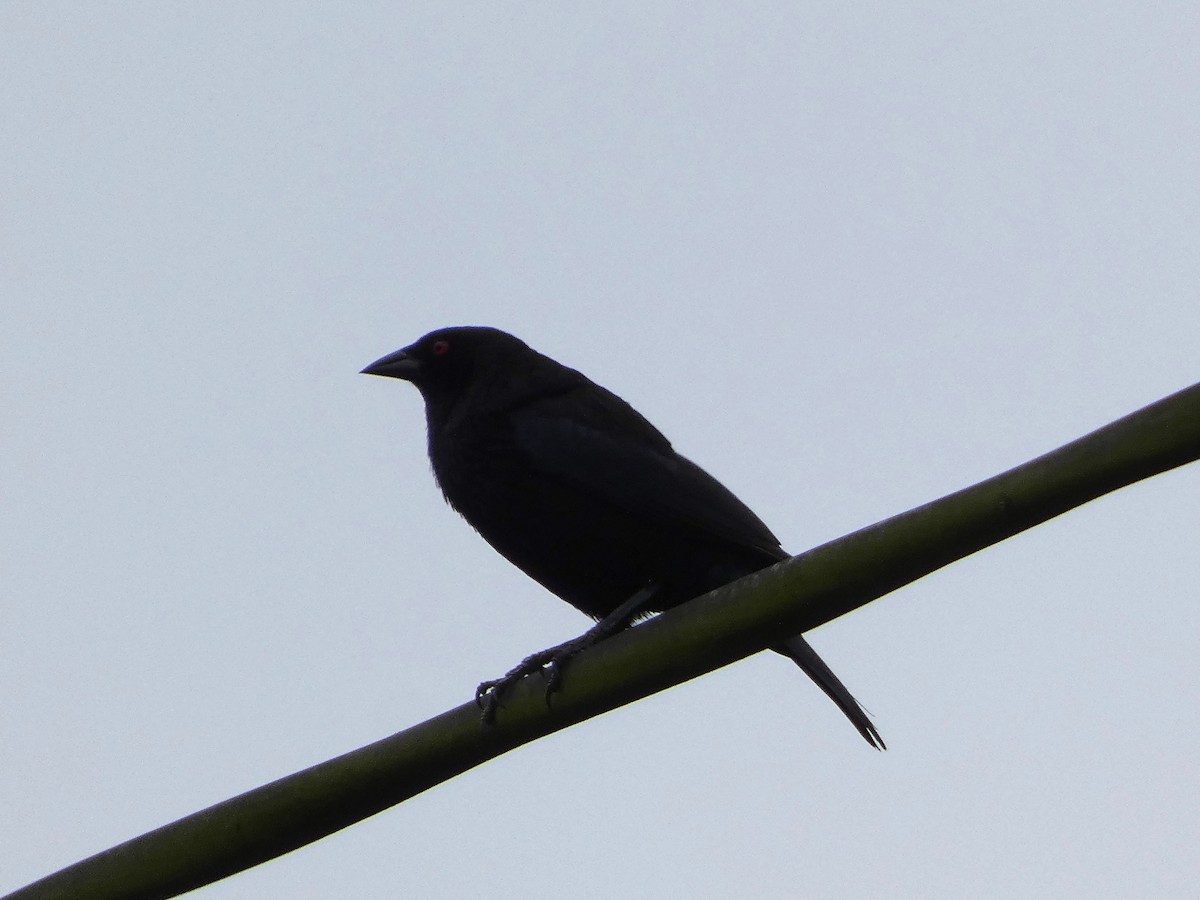 Bronzed Cowbird - ML620739681