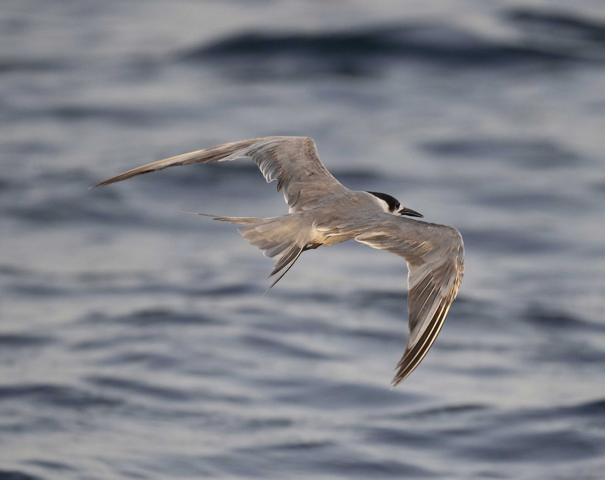 White-cheeked Tern - Huw Roberts