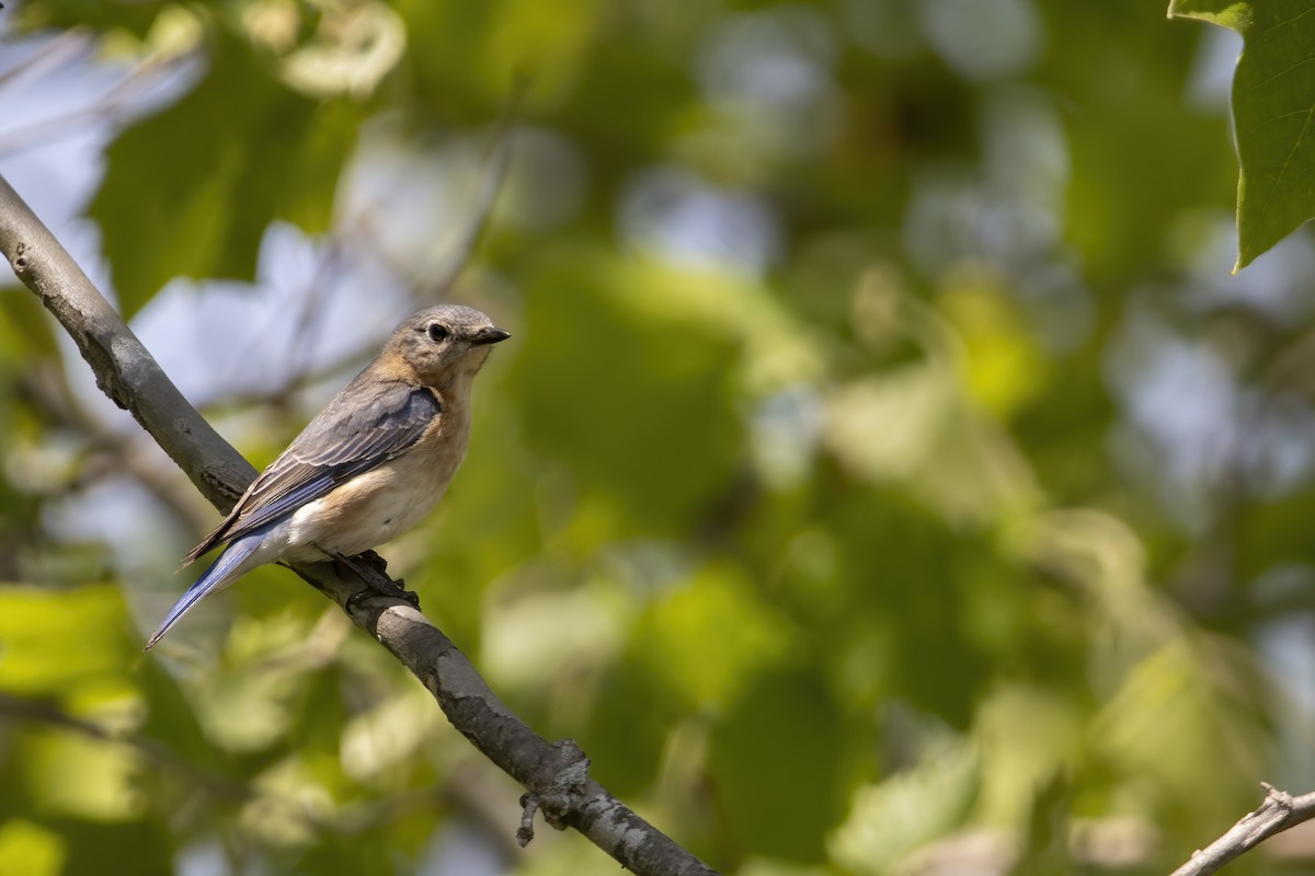 Eastern Bluebird (Eastern) - ML620739690