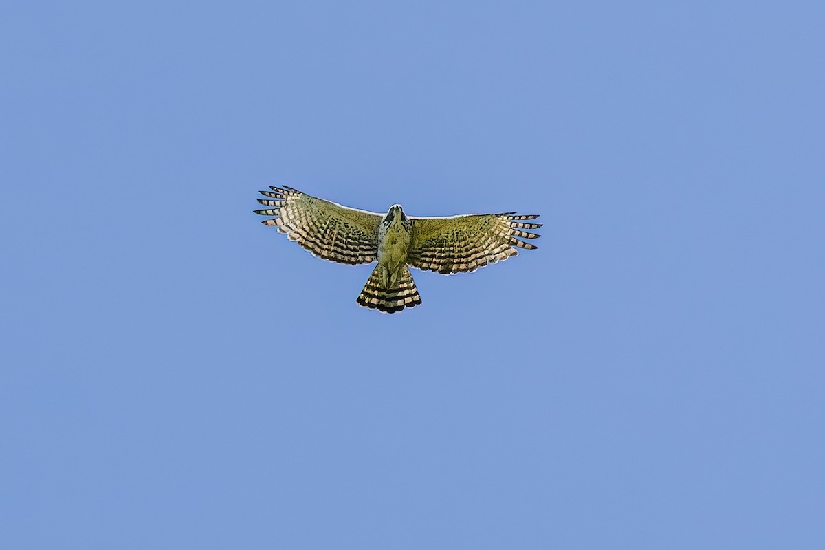 Águila Montañesa - ML620739693