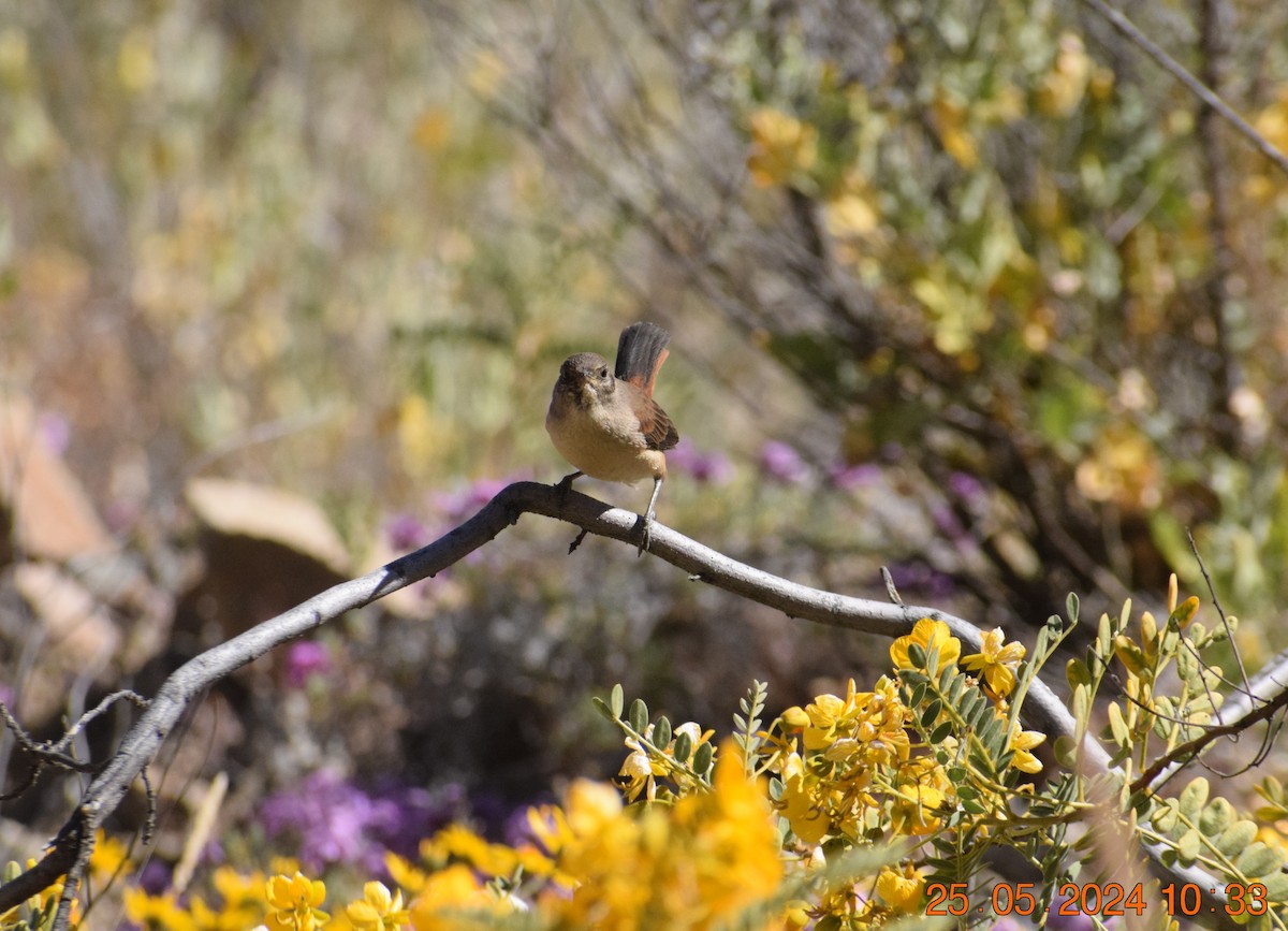 Creamy-breasted Canastero (Dark-winged) - ML620739708