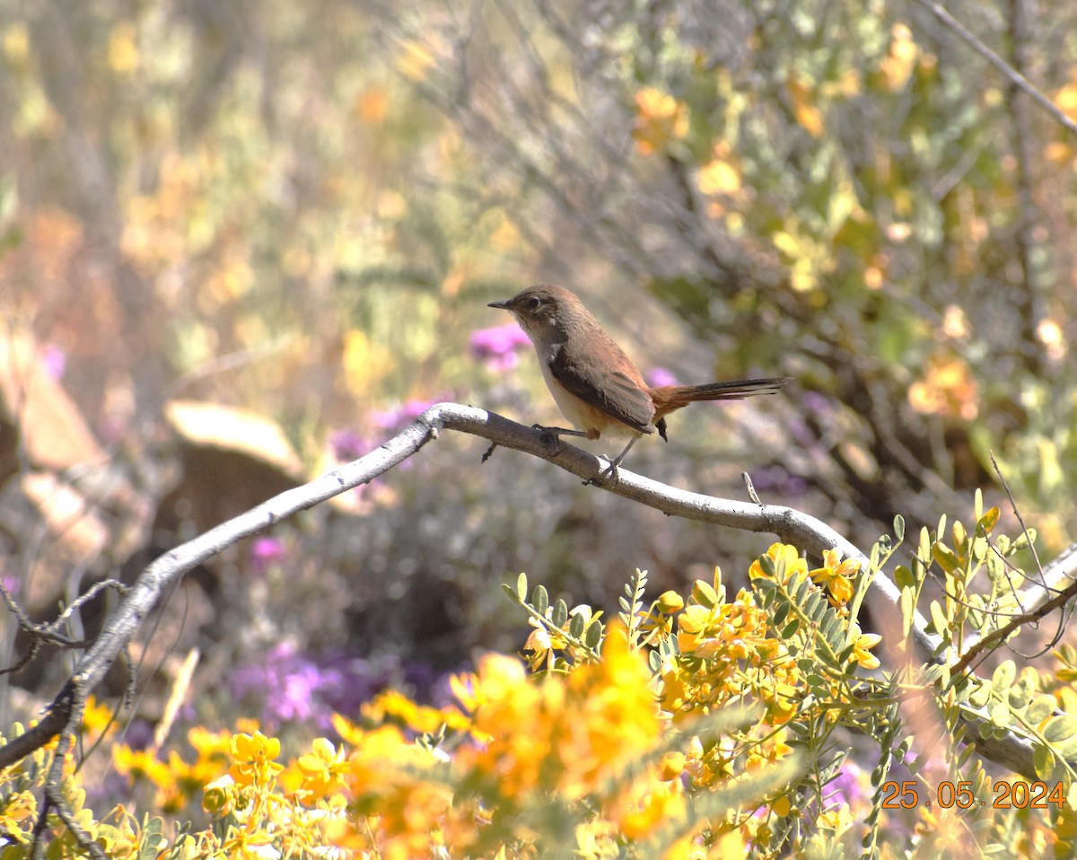 Creamy-breasted Canastero (Dark-winged) - ML620739709