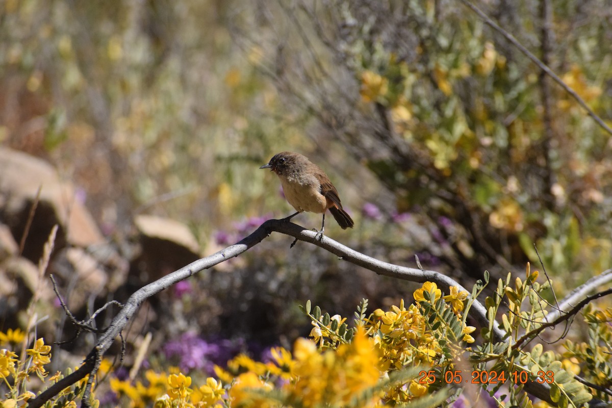 Creamy-breasted Canastero (Dark-winged) - ML620739710