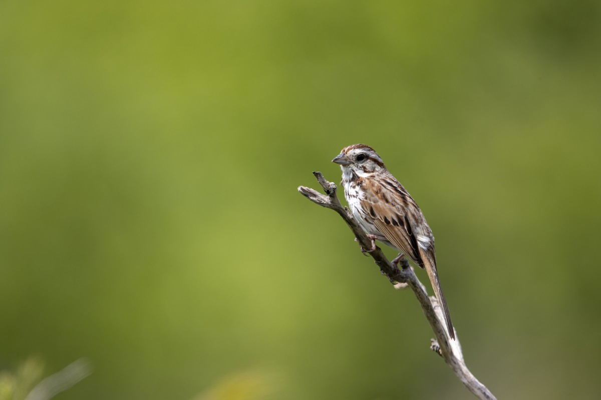 Song Sparrow (melodia/atlantica) - ML620739719