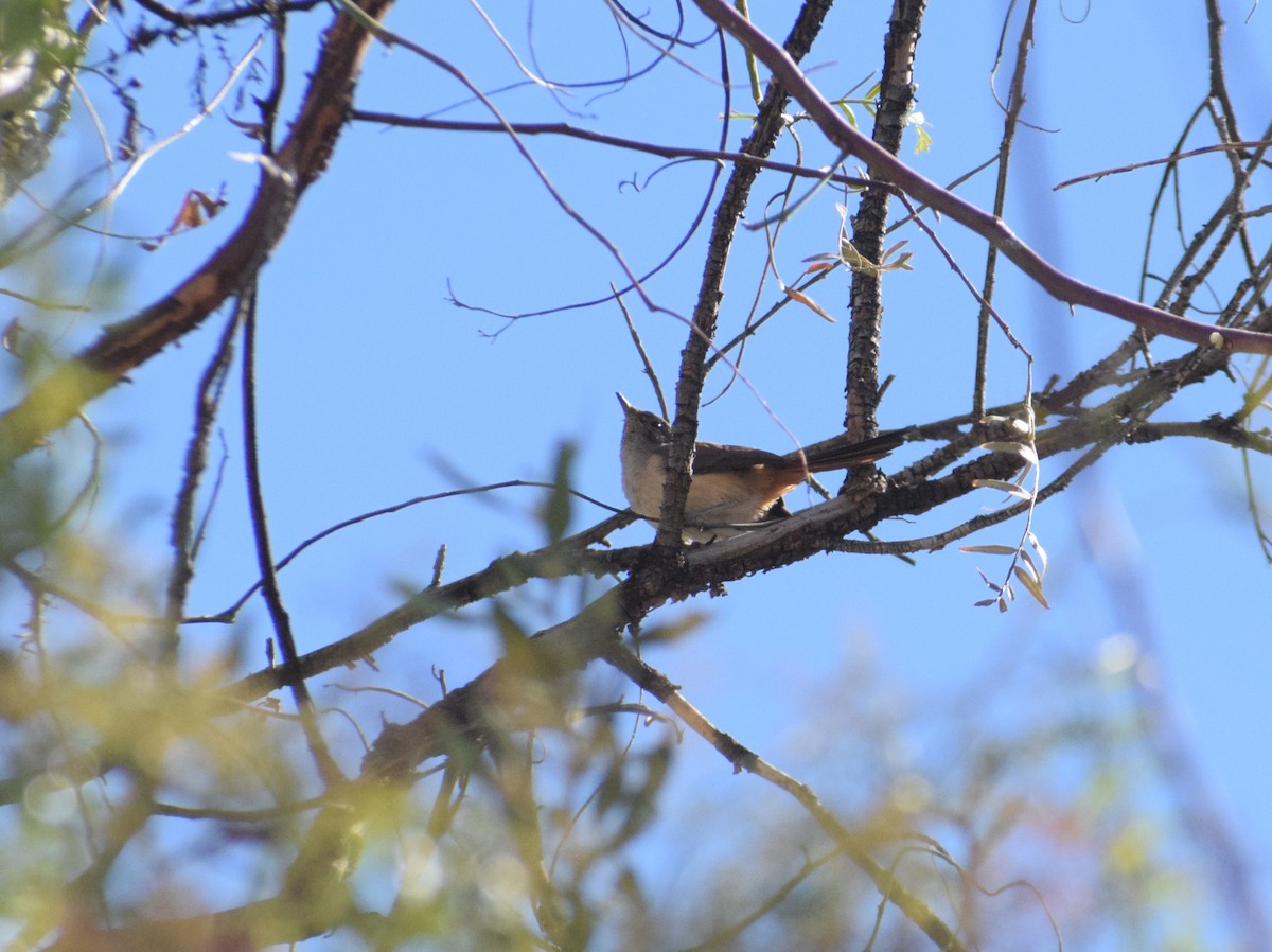 House Wren - ML620739720