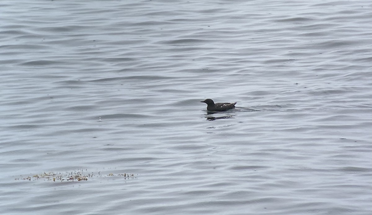 Black Guillemot - Amy Kearns