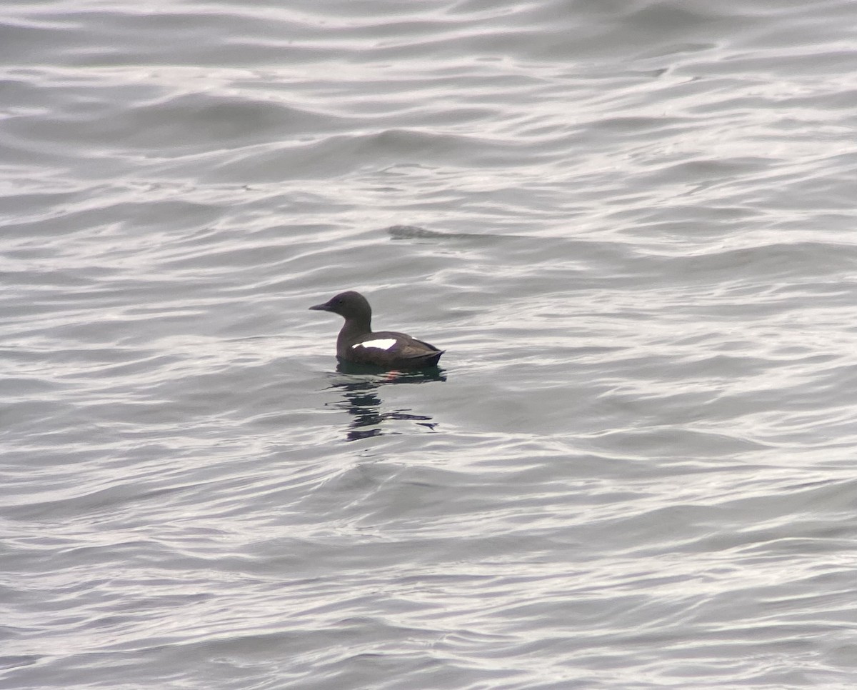 Black Guillemot - ML620739722