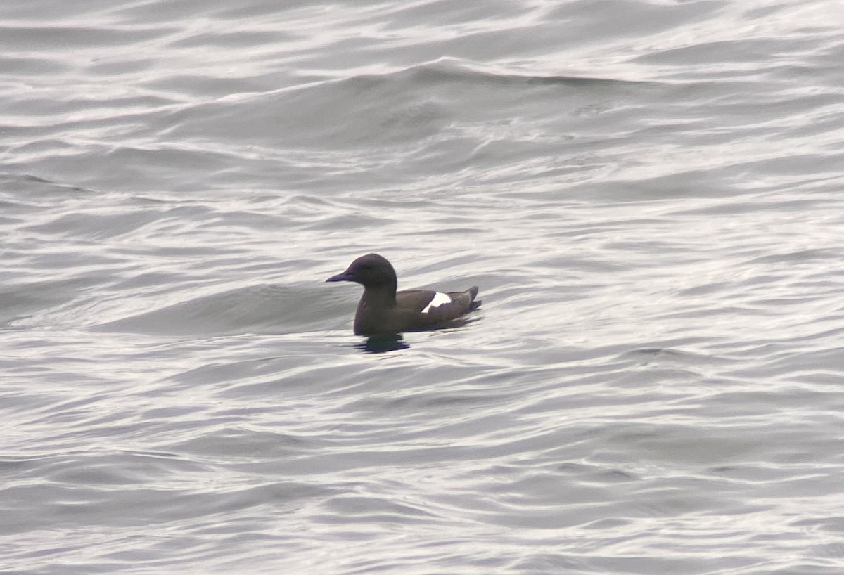 Black Guillemot - ML620739723