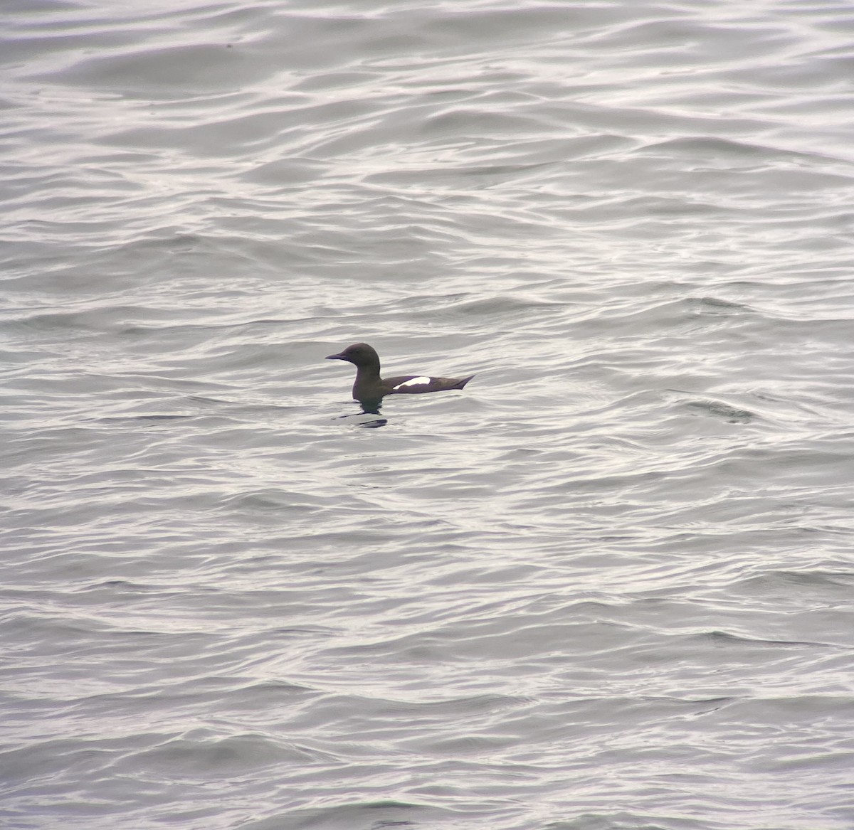 Black Guillemot - ML620739726