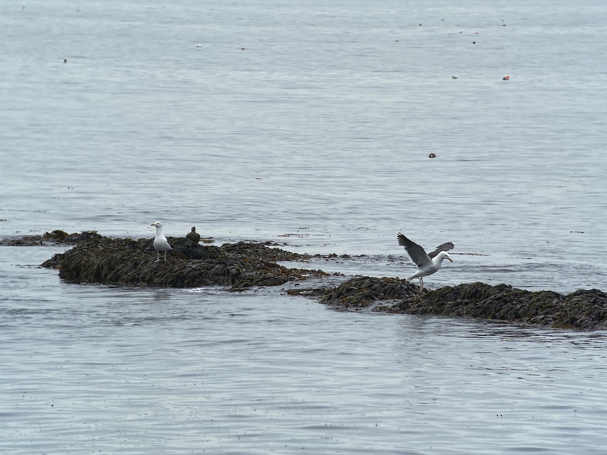 Great Black-backed Gull - ML620739727