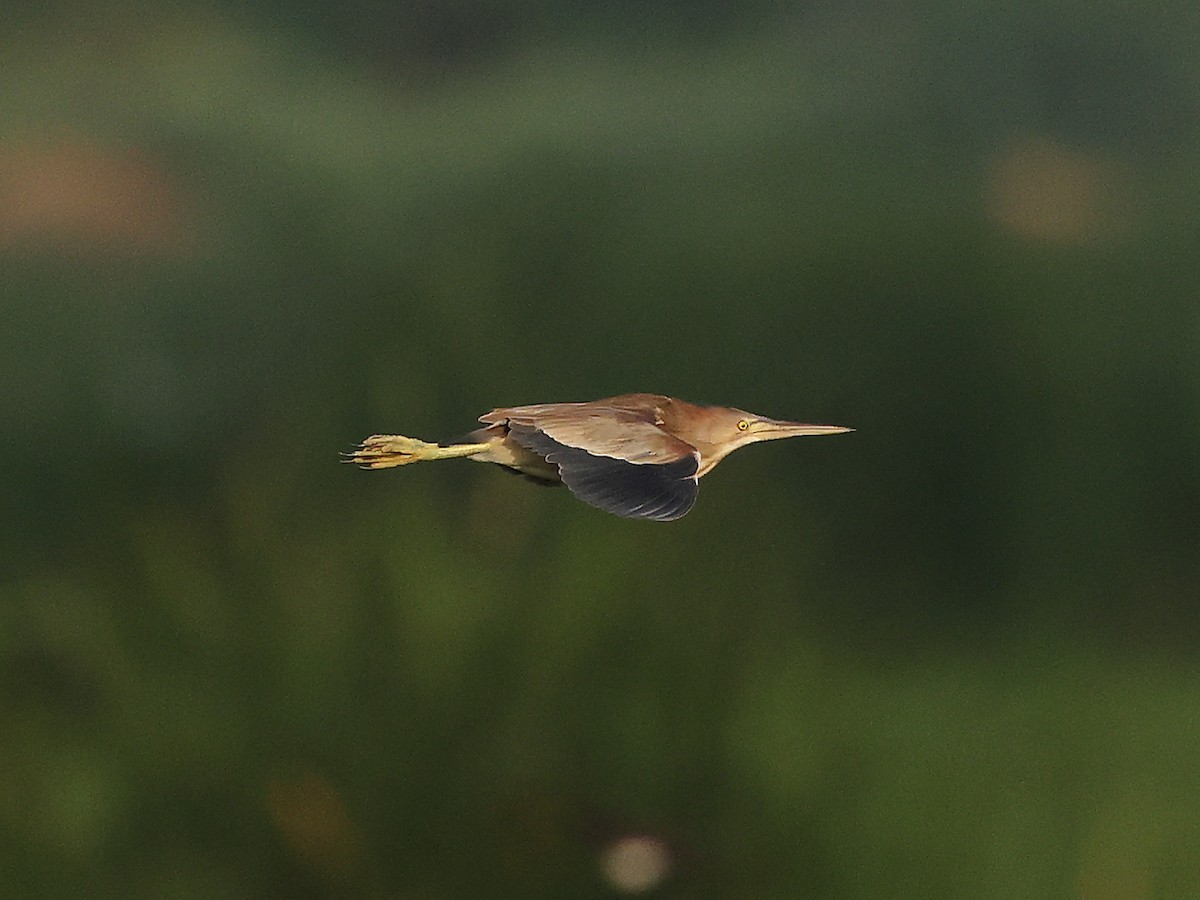 Yellow Bittern - ML620739729