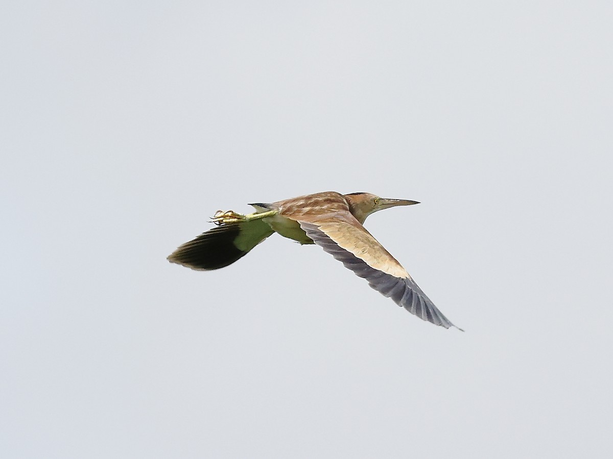 Yellow Bittern - ML620739730